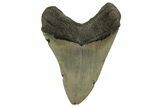 Serrated, Fossil Megalodon Tooth - North Carolina #219492-1